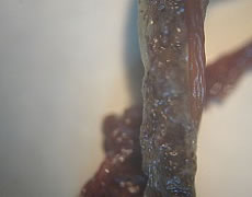 Corallo microscopio