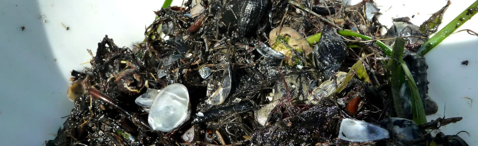 Rilievi biologici lagunari