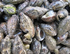 Raccolta di campioni dal fondale