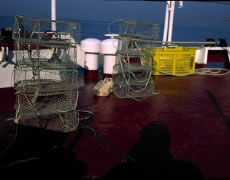 Pesca scientifica