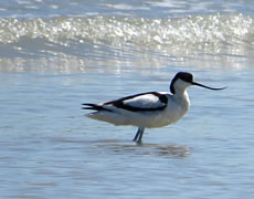 Laguna Venezia