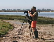 Monitoraggio avifauna Venezia