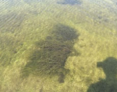 Fanerogame Sardegna